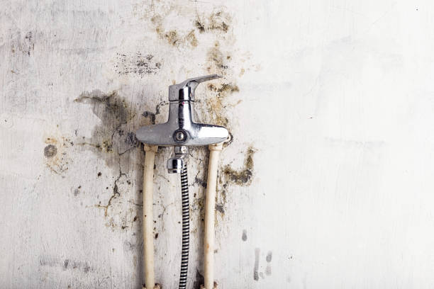 Best Mold Damage Repair  in St Michael, MN