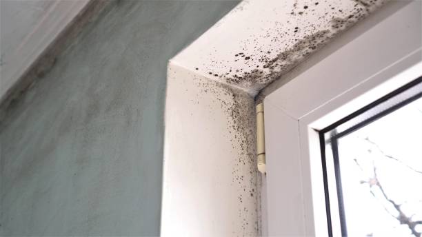 Best Toxic Mold Removal  in St Michael, MN