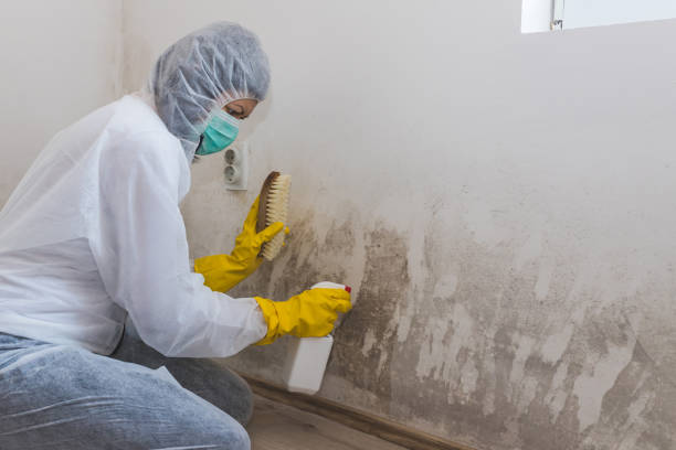 Best Mold Cleaning Services  in St Michael, MN