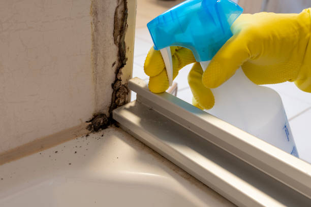 Best Black Mold Removal  in St Michael, MN