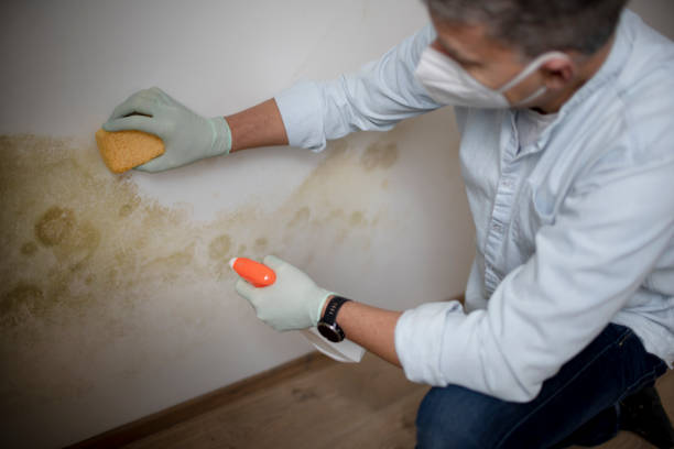 Best Mold Testing  in St Michael, MN