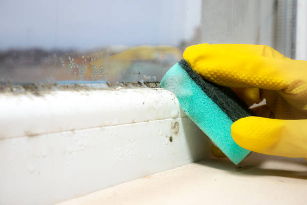 Best Attic Mold Removal  in St Michael, MN