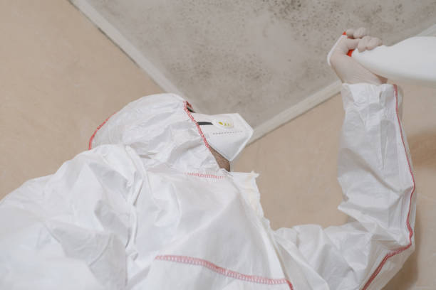 Best Commercial Mold Removal  in St Michael, MN