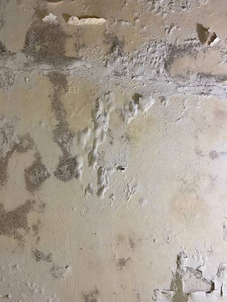 Best Attic Mold Removal  in St Michael, MN