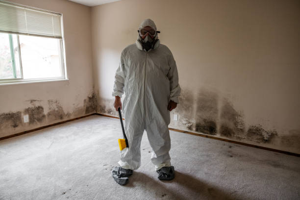 Best Commercial Mold Removal  in St Michael, MN