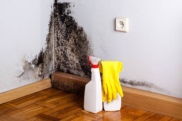 St Michael, MN Mold Removal Company